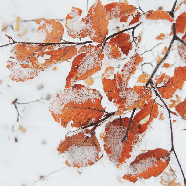 小枝和秋叶落在雪地上图片下载