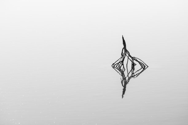 河里的枯树图片下载