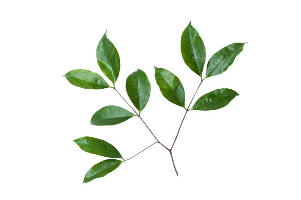 绿色的叶子图片下载