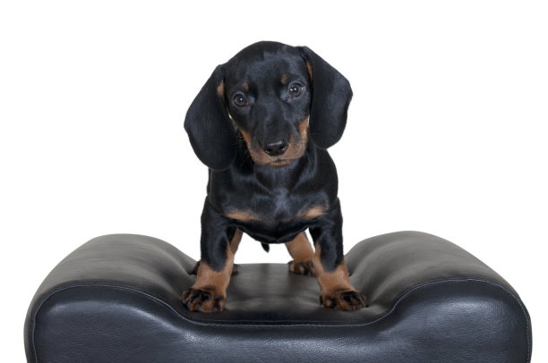 小狗腊肠图片下载