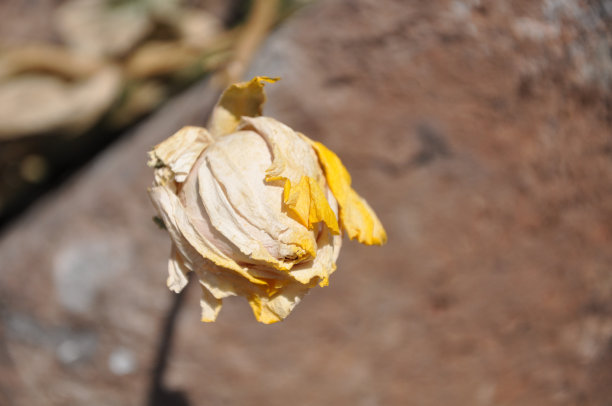 黄玫瑰图片下载