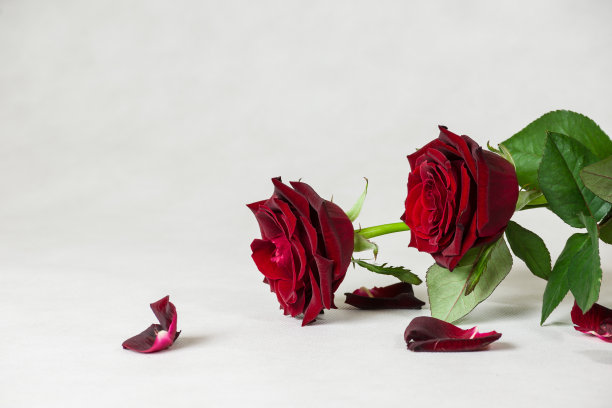 红玫瑰和一串珍珠图片下载