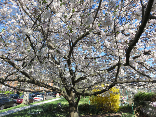 樱花花冠图片下载