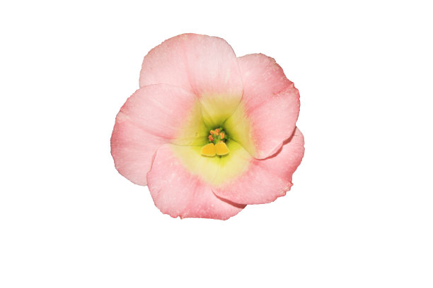 桔梗重瓣的粉红色图片下载