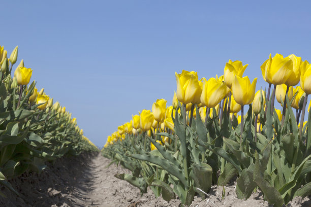 黄色的郁金香在花田蓝天低角图片下载