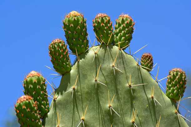 Sabra叶子和未成熟的果实图片下载