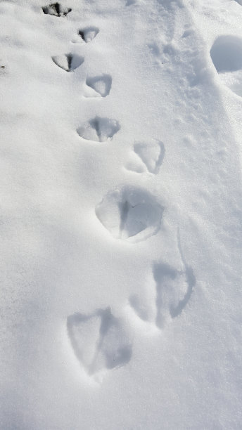 鸟的脚印图片下载