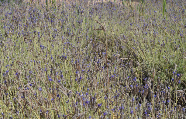 西班牙薰衣草田图片下载