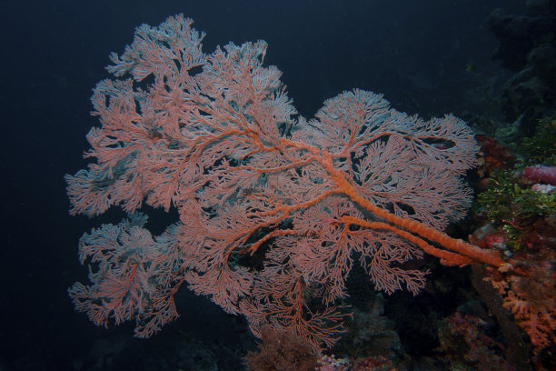 红海的粉丝图片下载