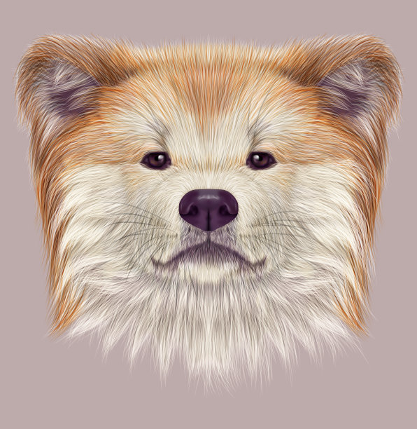 秋田犬日本犬。图片下载