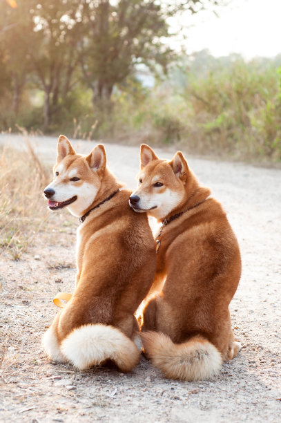 剪影爱犬夫妇图片下载
