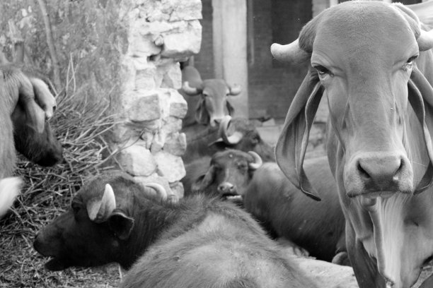 印度牛和水牛庇护所图片下载