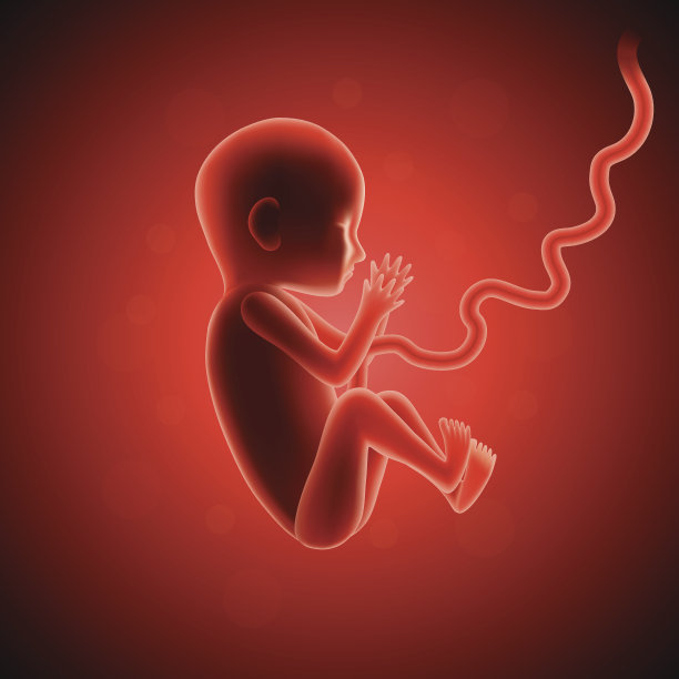 子宫内胎儿载体图片下载