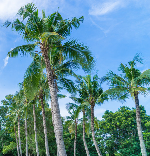 椰子树图片下载