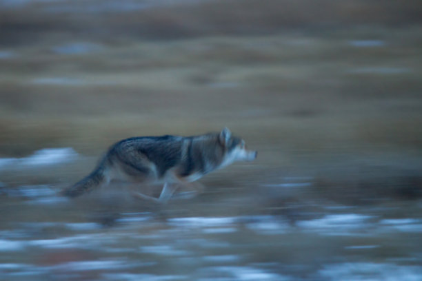 运行的狼图片下载