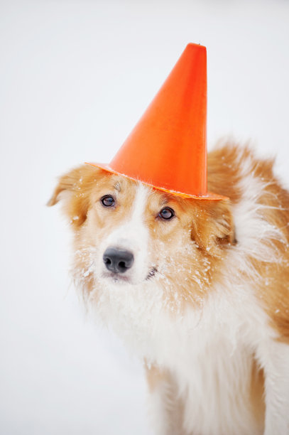 狗狗在冬天玩圆锥人像图片下载