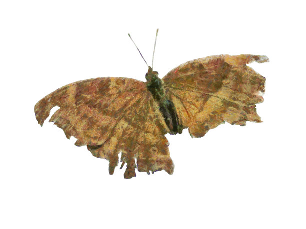 数字画蝴蝶图片下载