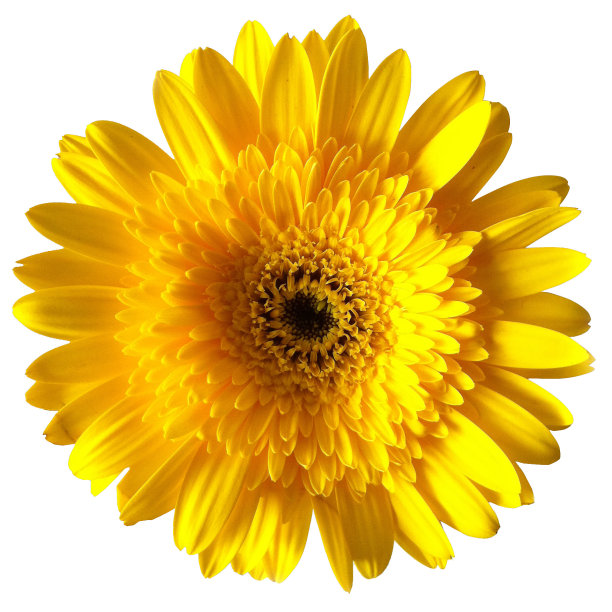 黄色雏菊非洲菊图片下载