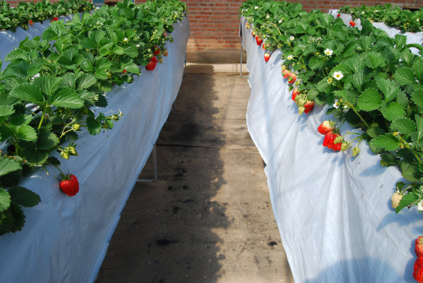 草莓温室图片下载
