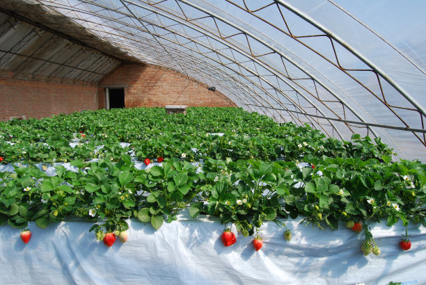 草莓温室图片下载
