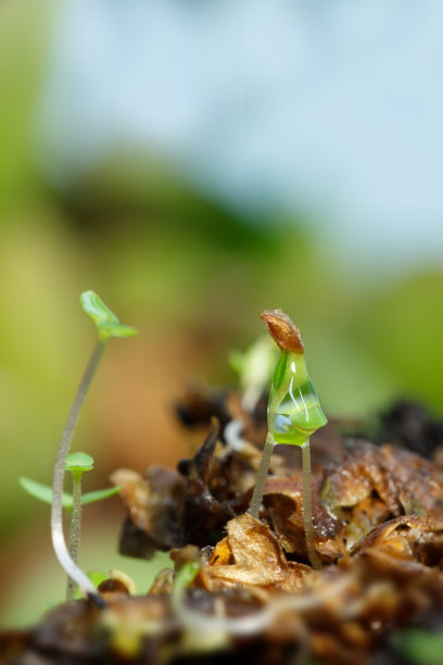 雨后的春天，桦树的幼芽特写图片下载