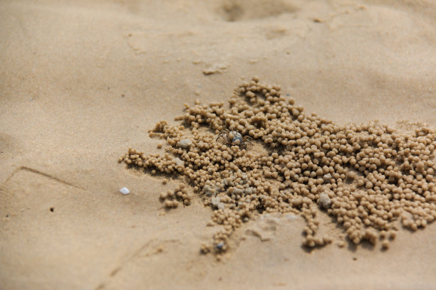 小螃蟹图片下载