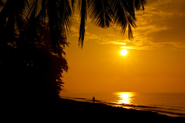 图片:日出时棕榈树森林的剪影图片下载