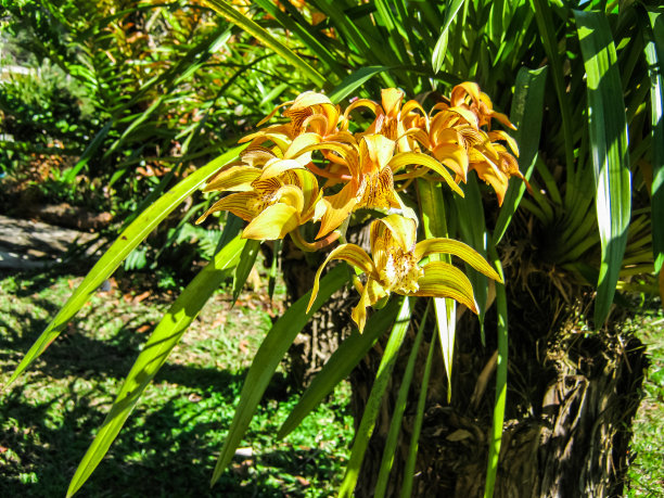 兰花的花图片下载