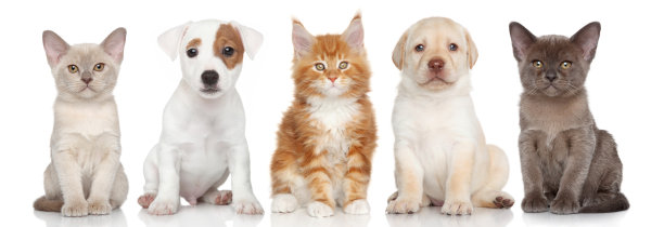 一群小猫小狗素材图片
