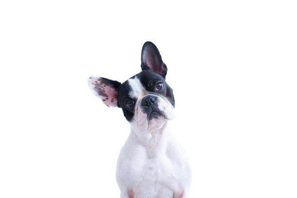 可爱的法国佬看着镜头图片下载