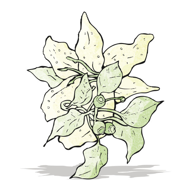 花卉插图图片下载