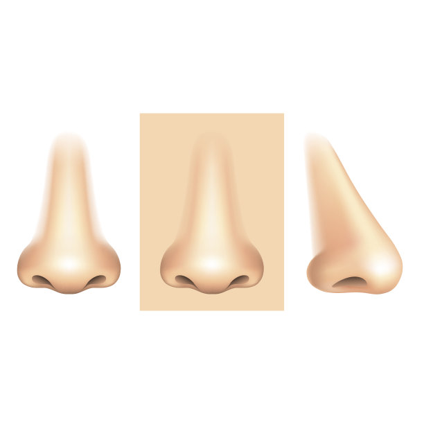 鼻孤立在白色载体上图片下载