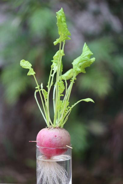 萝卜生长的叶子图片下载