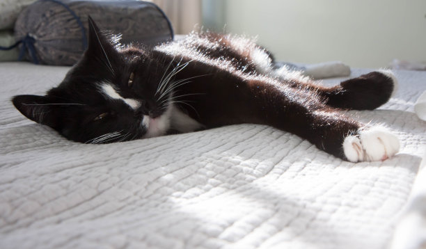 斑驳的阳光下，猫躺在床上图片下载