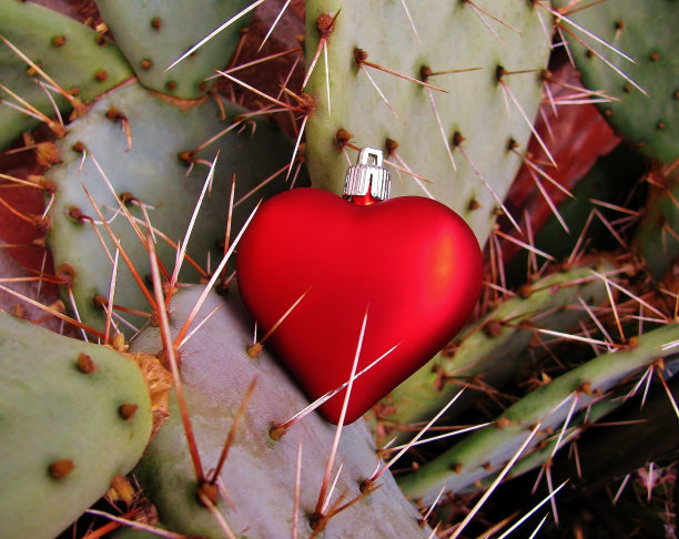 红心被仙人掌的尖刺钩住了图片下载