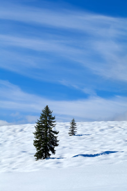 蓝天上的雪原上的云杉图片下载