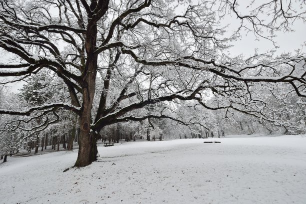 橡树上的雪图片下载