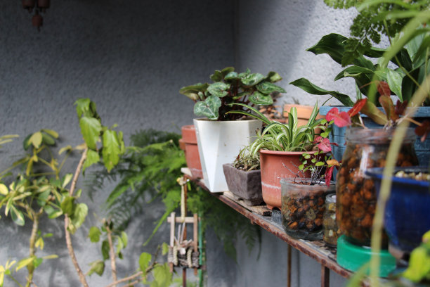 院子里图片下载