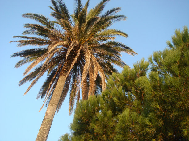 树木的亚速尔群岛图片下载