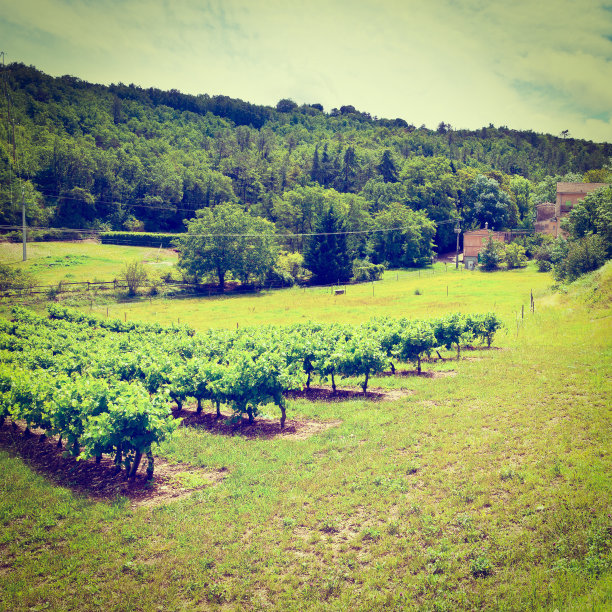 葡萄园图片下载