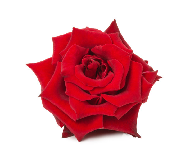 孤立在白色背景上的红玫瑰图片下载
