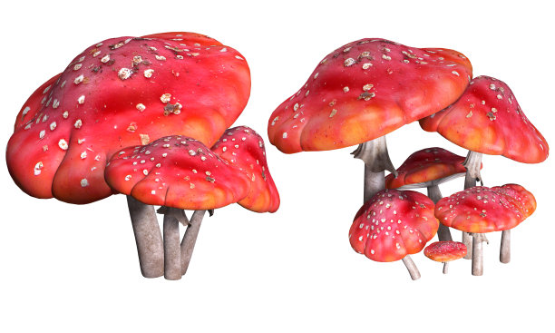 蘑菇,伞菌飞图片下载