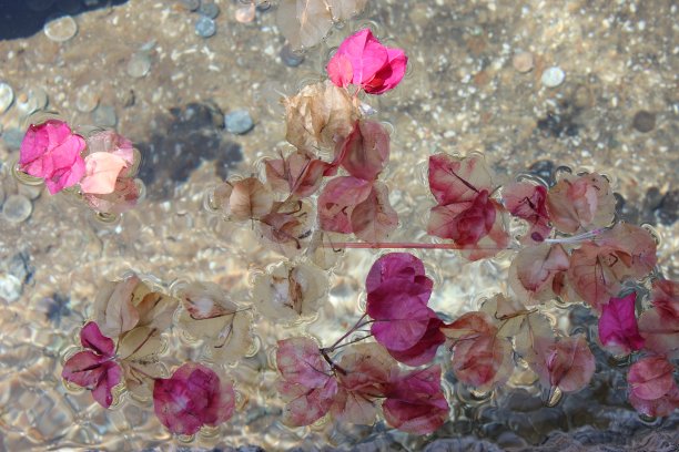 湿润的花瓣图片下载