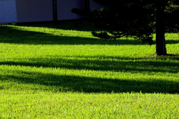 茂盛的草坪图片下载