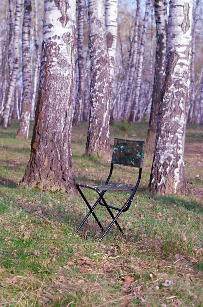 桦树林中的折叠椅图片下载