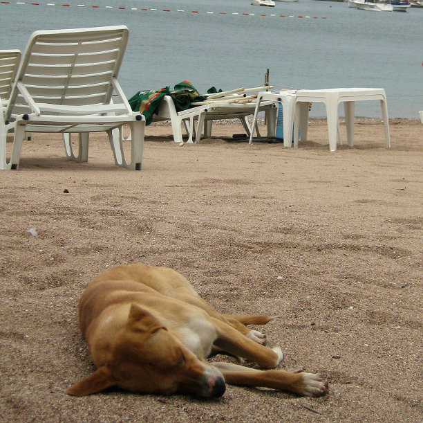 在海滩上睡觉的狗图片下载