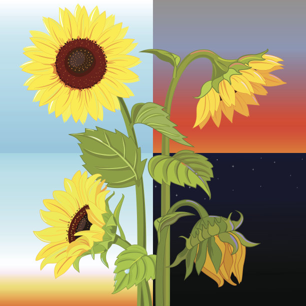 序列的日子图片下载