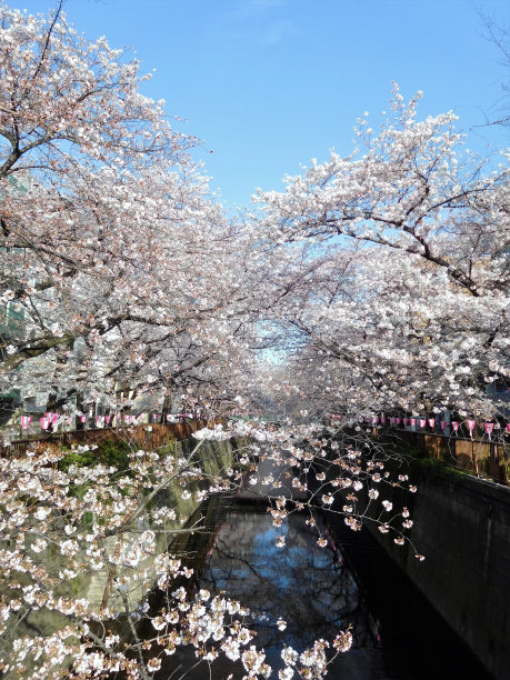 樱花在河边盛开图片下载