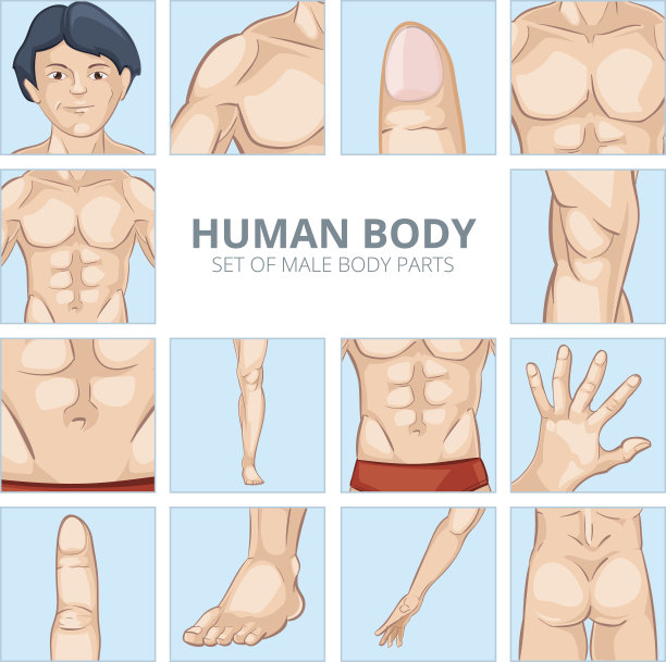 卡通风格的男性身体部位。矢量图标设置图片下载