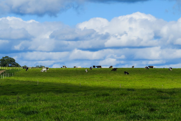 景观与奶牛图片下载